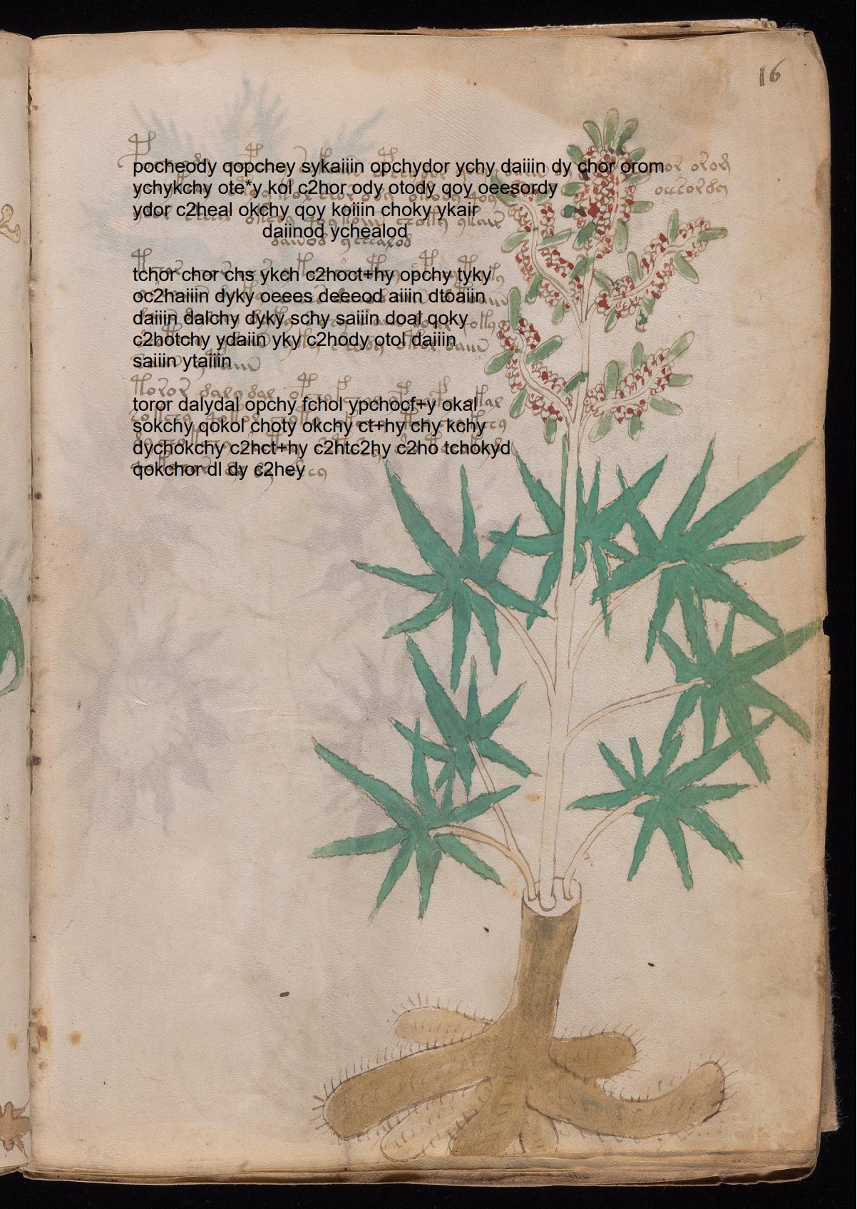 Folio 16r glyph overlay on parchment